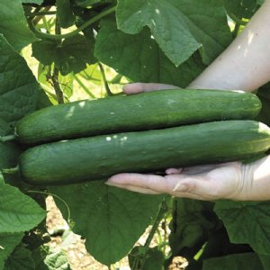 Sweet Success Cucumber Seed