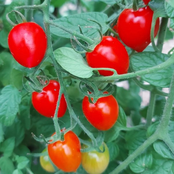 Sweetheart Tomato Seeds