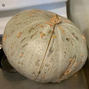 Sweetmeat Squash Seed