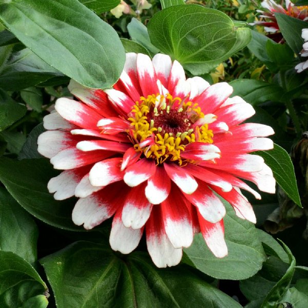 Swizzle Cherry and Ivory Zinnia Seeds