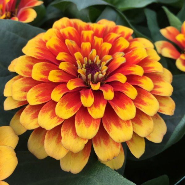 Swizzle Scarlet and Yellow Zinnia Seeds