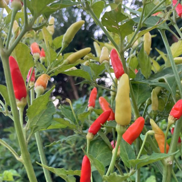 Tabasco Pepper Seed