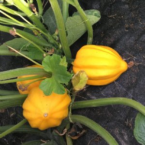 Table Gold Squash Seed