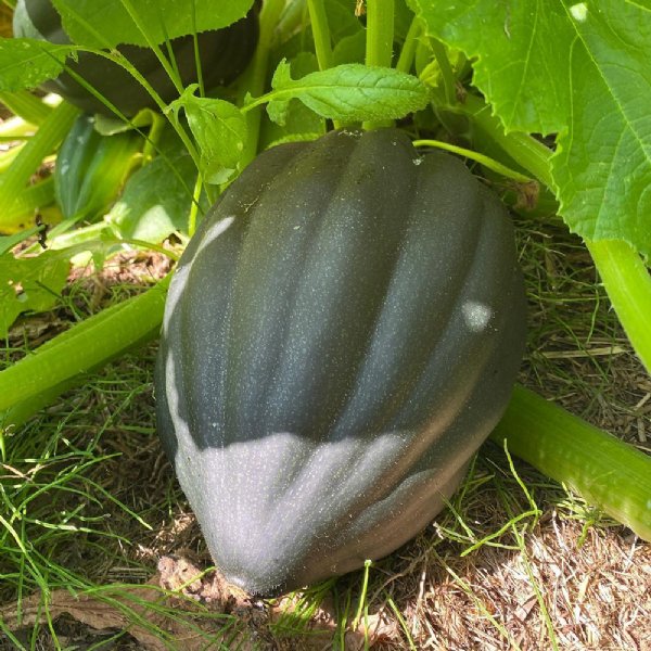 Table Queen Acorn Squash Seed