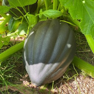 Table Queen Acorn Squash Seed