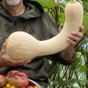 Tahitian Butternut Squash Seed