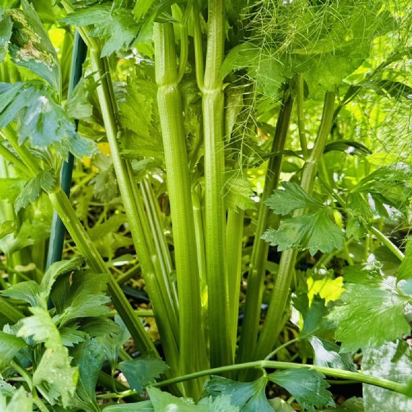 Tall Utah 52-70R Celery Seed