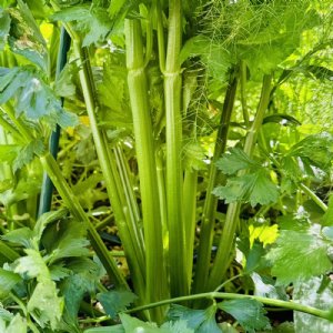 Tall Utah 52-70R Celery Seed