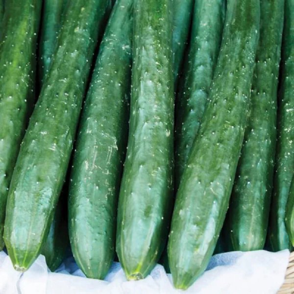 Tasty Green Cucumber Seed