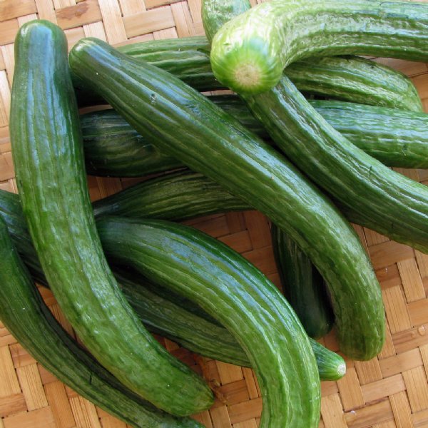 Telegraph Cucumber Seed