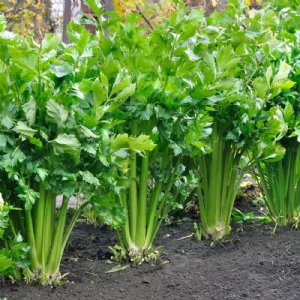 Tendercrisp Celery Seed