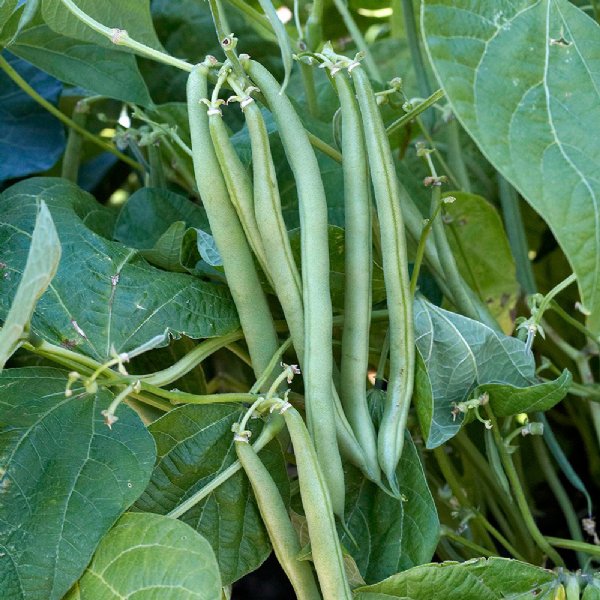 Tendergreen Improved Bean Seed