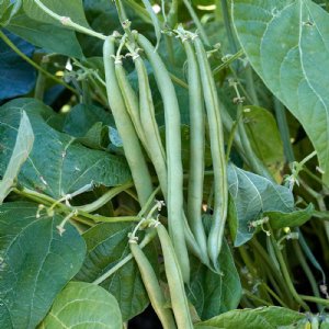 Tendergreen Improved Bean Seed