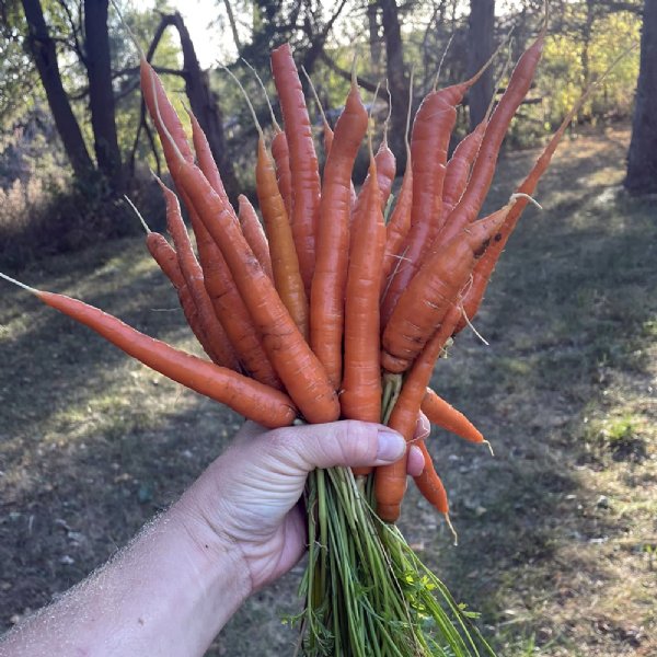 Tendersweet Carrot Seed