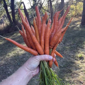 Tendersweet Carrot Seed