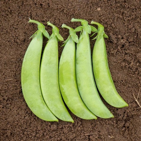 Tendersweet Pea Seed