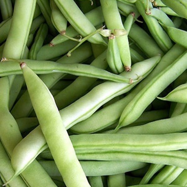 Tennessee Half Runner Bean Seed