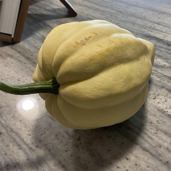 Thelma Saunders Squash Seed