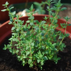 Thyme Common Seed