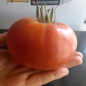 Tiffin Mennonite Tomato Seeds