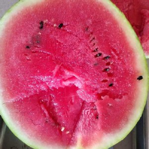 Tiger Doll Watermelon Seed