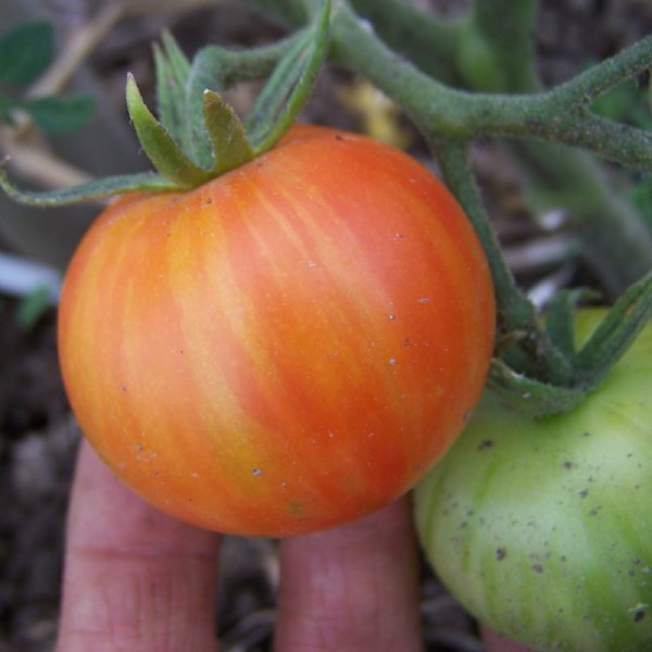 Tigerella Tomato Seeds