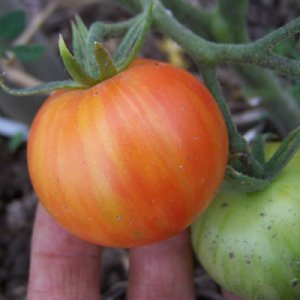 Tigerella Tomato Seeds