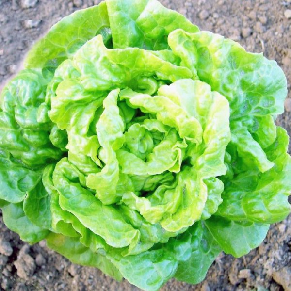 Tom Thumb Lettuce Seed