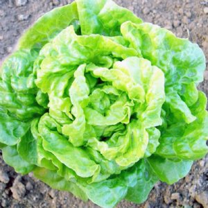 Tom Thumb Lettuce Seed