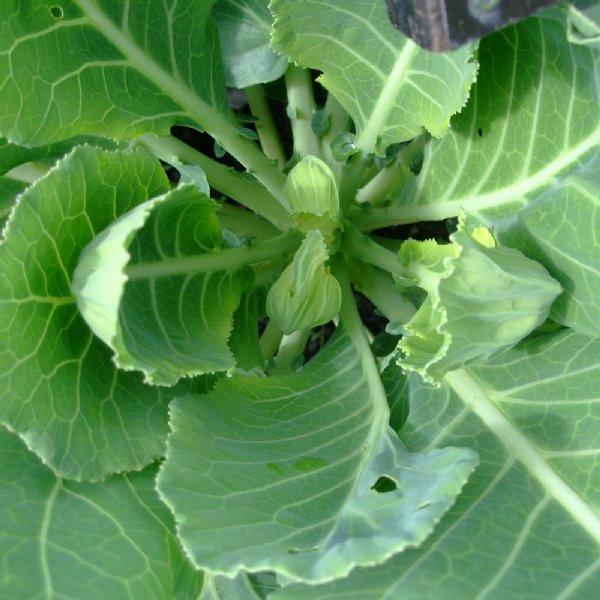 Top Bunch 2.0 Collard Seed