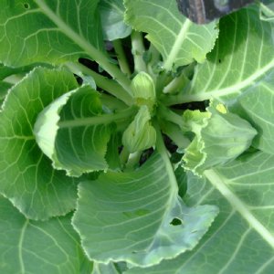 Top Bunch 2.0 Collard Seed