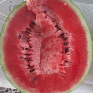 Top Gun Watermelon Seed