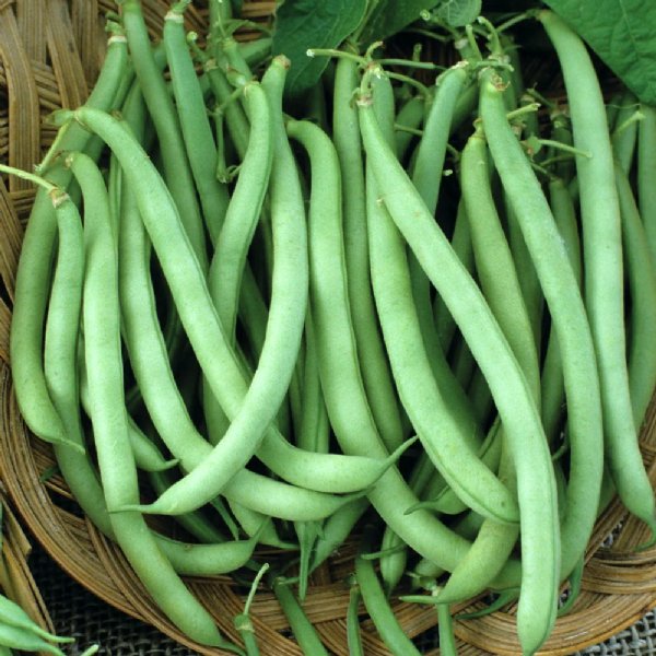 Top Crop Bean Seed