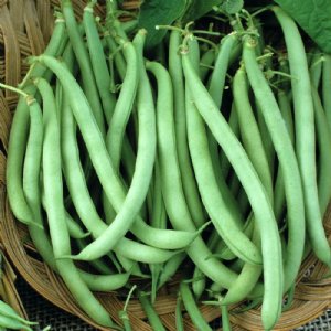 Top Crop Bean Seed