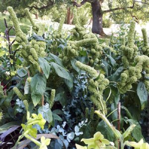 Tower Green Amaranthus Seed