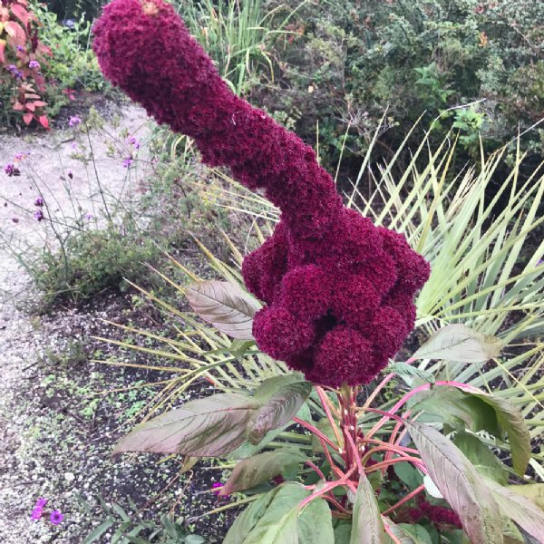 Tower Red Amaranthus Seed