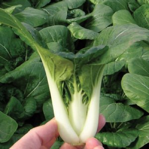 Toy Choi Cabbage Seed