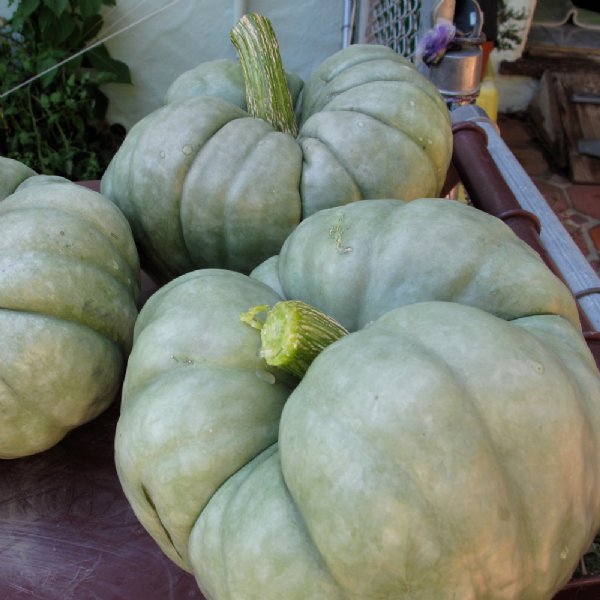 Triamble Squash Seed