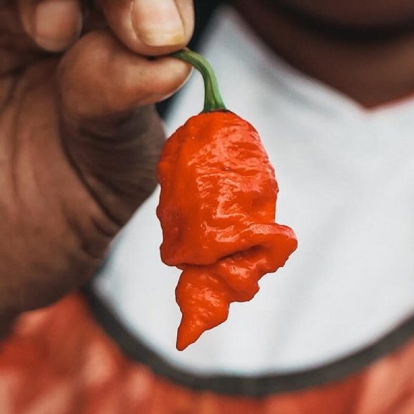 Trinidad Scorpion Pepper Seed