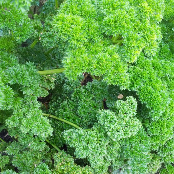 Triple Curled Parsley Seed