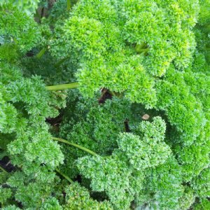 Triple Curled Parsley Seed