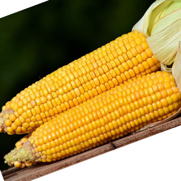 Truckers Favorite Yellow Roasting Corn Seed