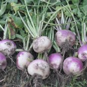 Turnip Seeds