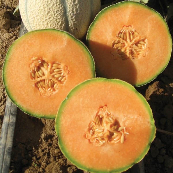 Tuscany Cantaloupe Seeds