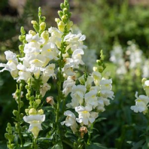 Twinny White Snapdragon Seed