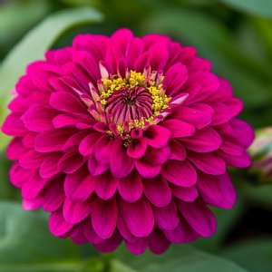 Uproar Rose Zinnia Seeds