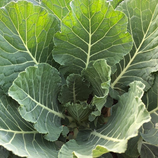 Vates Collard Seed