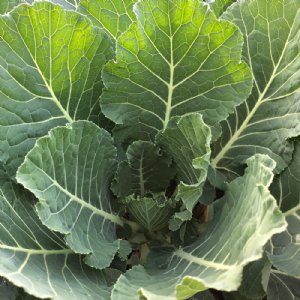 Vates Collard Seed