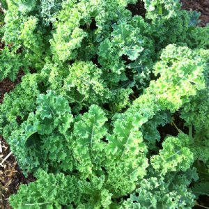 Vates Kale Seed