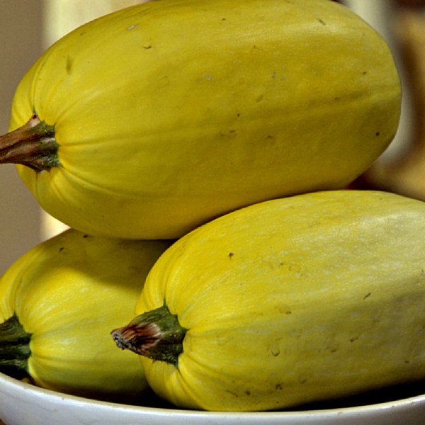 Vegetable Spaghett Squash Seed